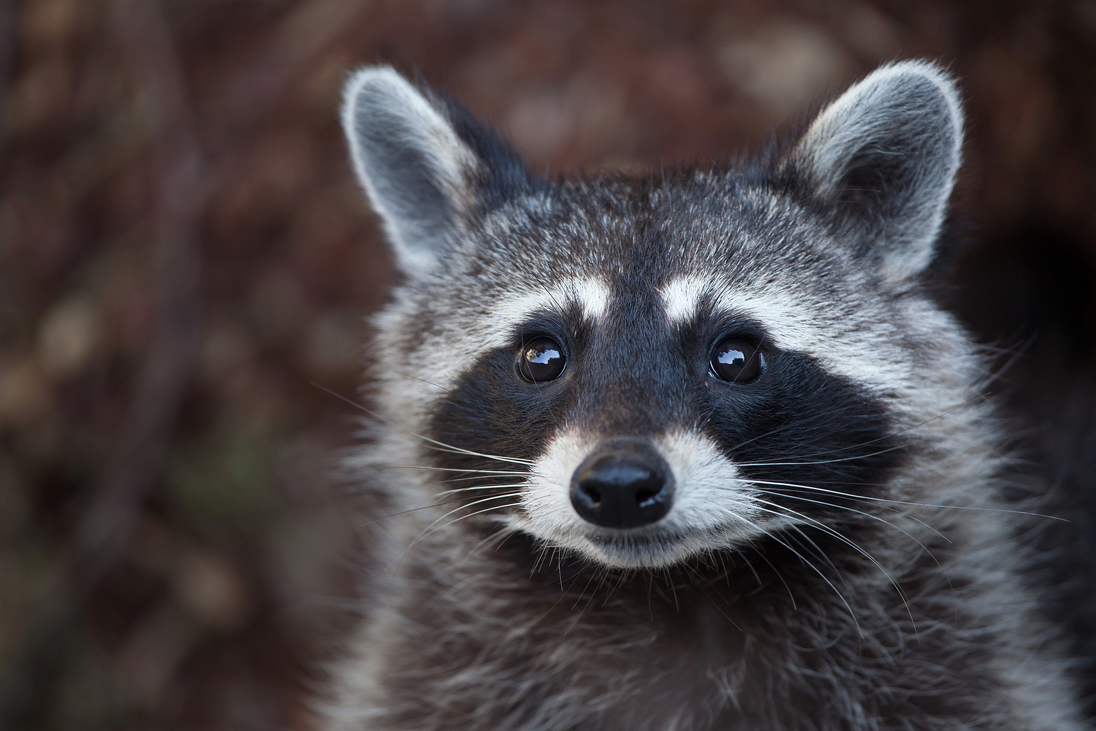 Professional raccoon trapping